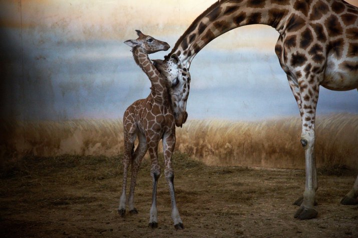 PŘÍRODA A ŽIVOTNÍ PROSTŘEDÍ MARTIN MATĚJKA, volný fotograf: Žirafí mláďata v Zoo Praha, únor – duben 2012