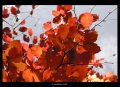 Red leaves