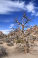 Samotář - Joshua Tree National Park