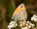 Okáč poháňkový (Coenonympha pamphilus)