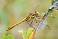 Vážka obecná - Sympetrum vulgatum