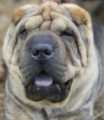 Shar-pei