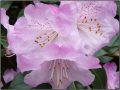 Rododendron