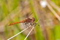 Vážka rudá - Sympetrum sanguineum