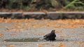 Birds Bath