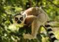 Lemur