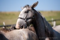 Favory horses