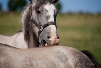 Favory horses