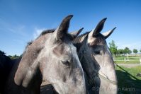 Favory horses