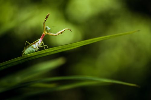 Petr Bambousek výstava Kudlanka Borneo fotoexpedice